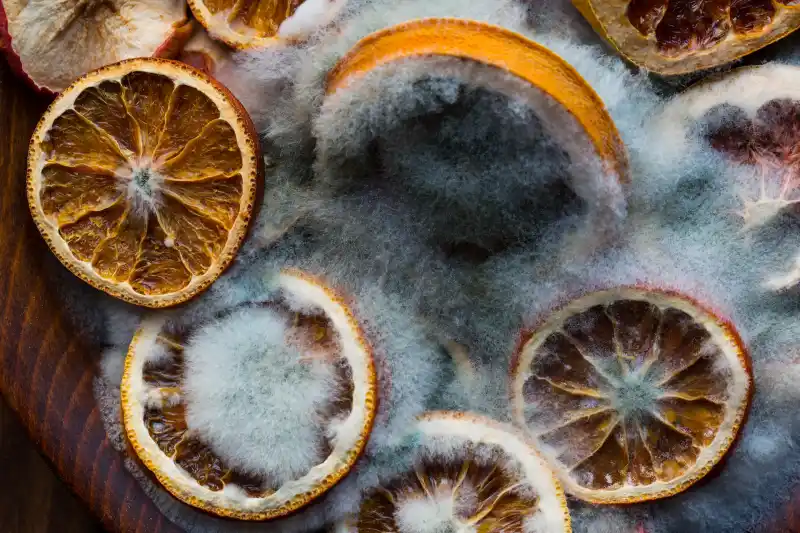 What happens if you eat mold