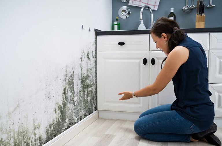 How Long Does My Landlord Have To Fix Mold 2